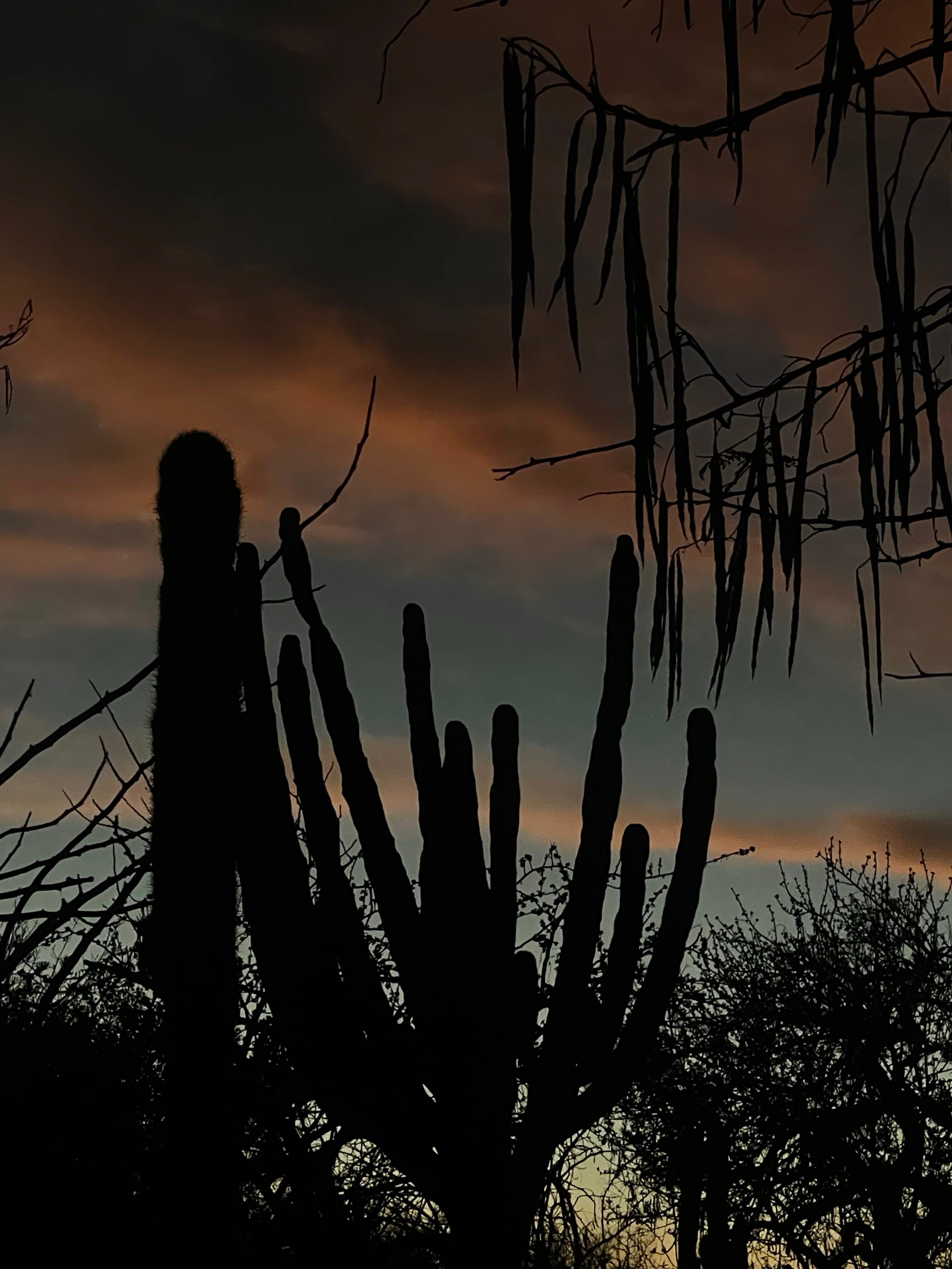 Kaktus-Silhouette bei Sonnenuntergang auf Fuerteventura